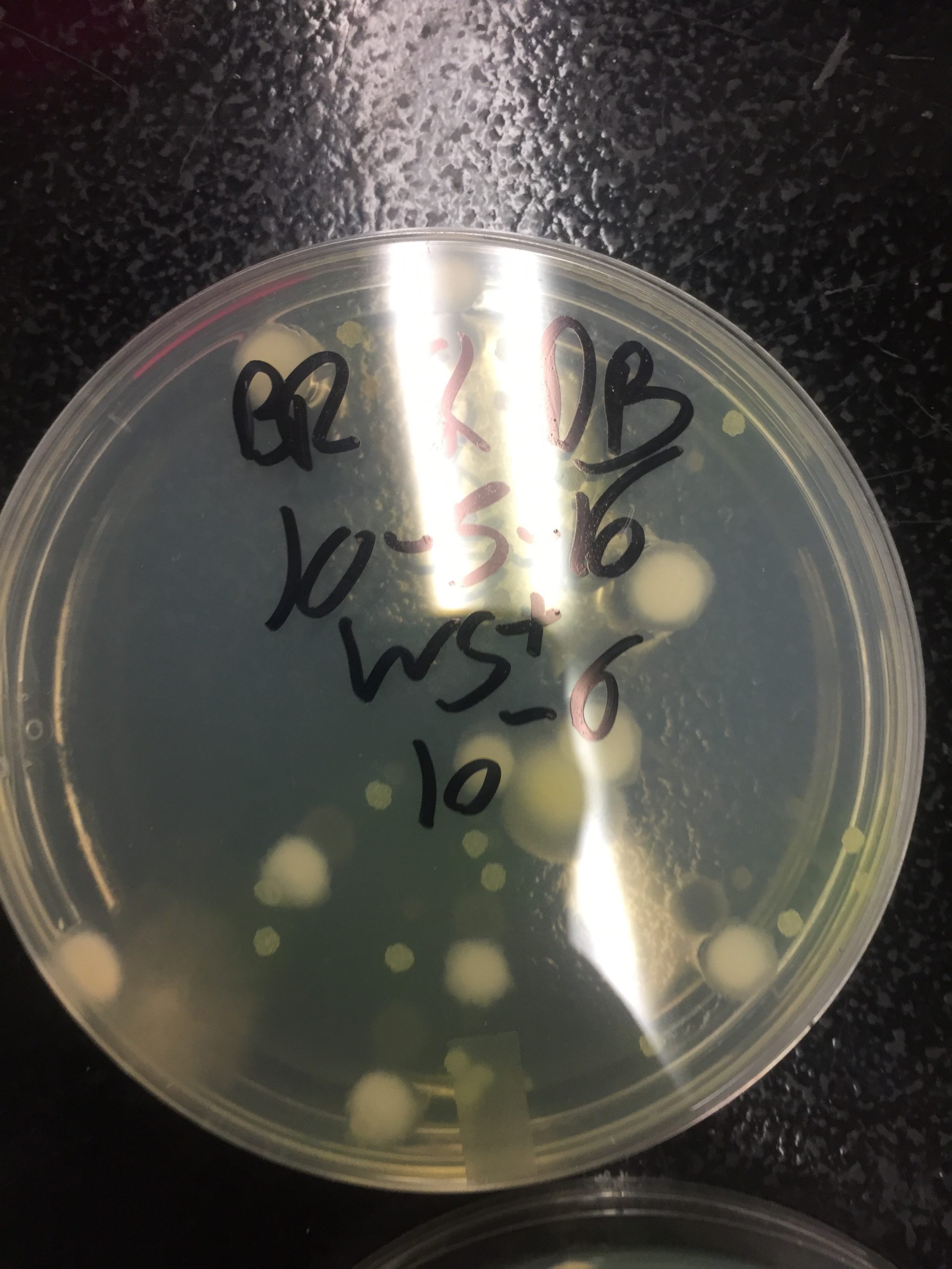 A fungus growing in a petri dish in a biology laboratory