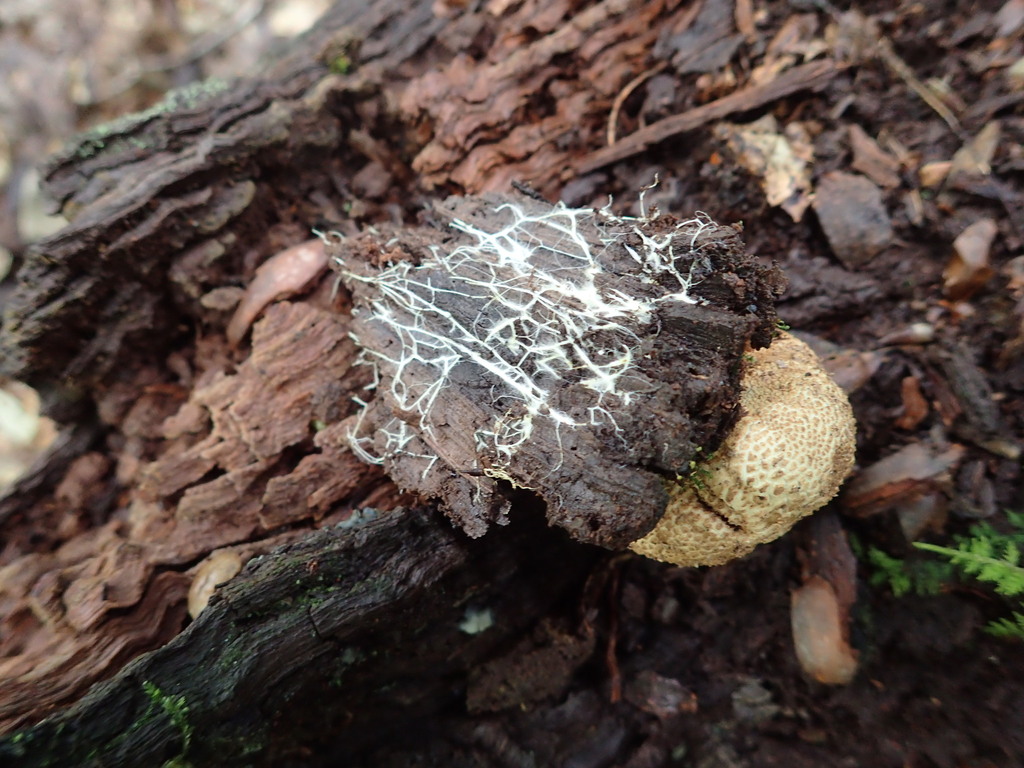 White, thread-like fungal mycelium spreading over dark rotting wood next to a round earthball