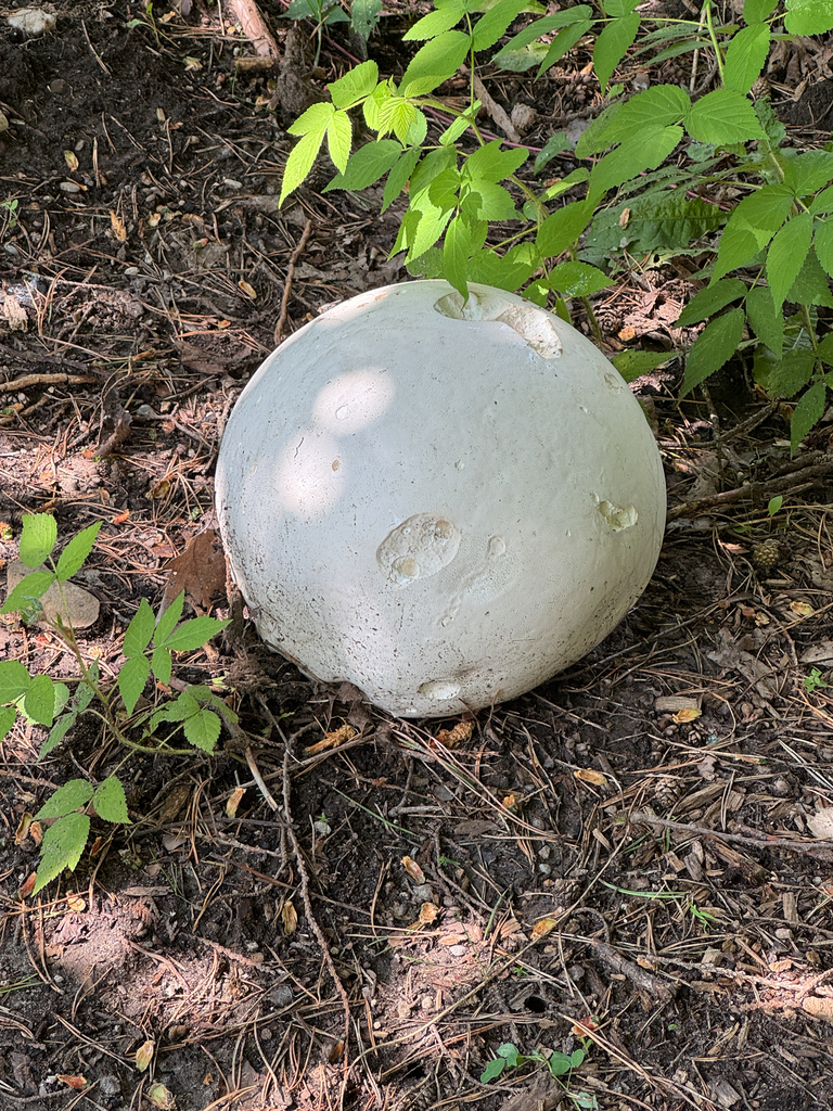 Large round white giant puffball sitting on the forest floor