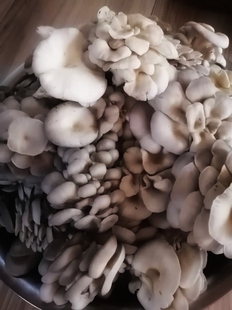 Freshly harvested oyster mushroom