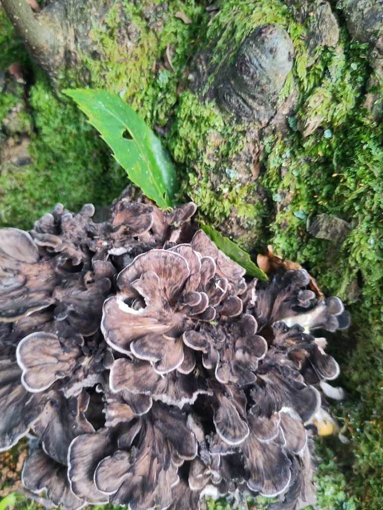 Grey-brown rosette of hen of the woods caps growing at the base of a mossy tree