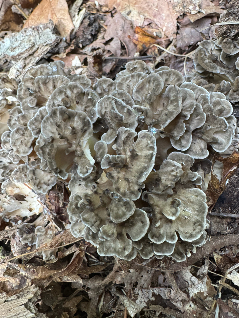 Wild hen of the woods rosette with grey wavy caps emerging from oak leaf litter