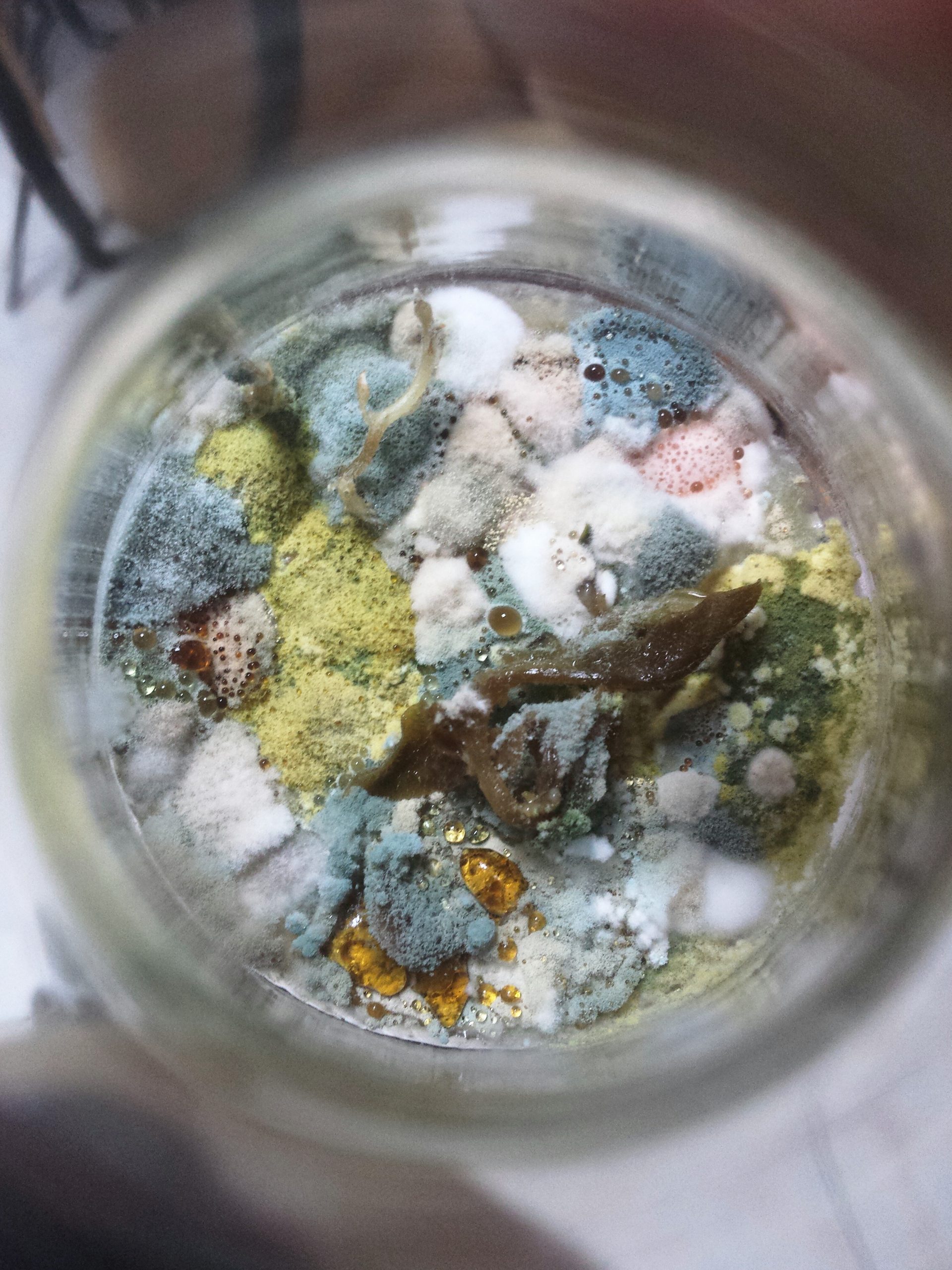 Petri dish with bacterial and fungal contamination