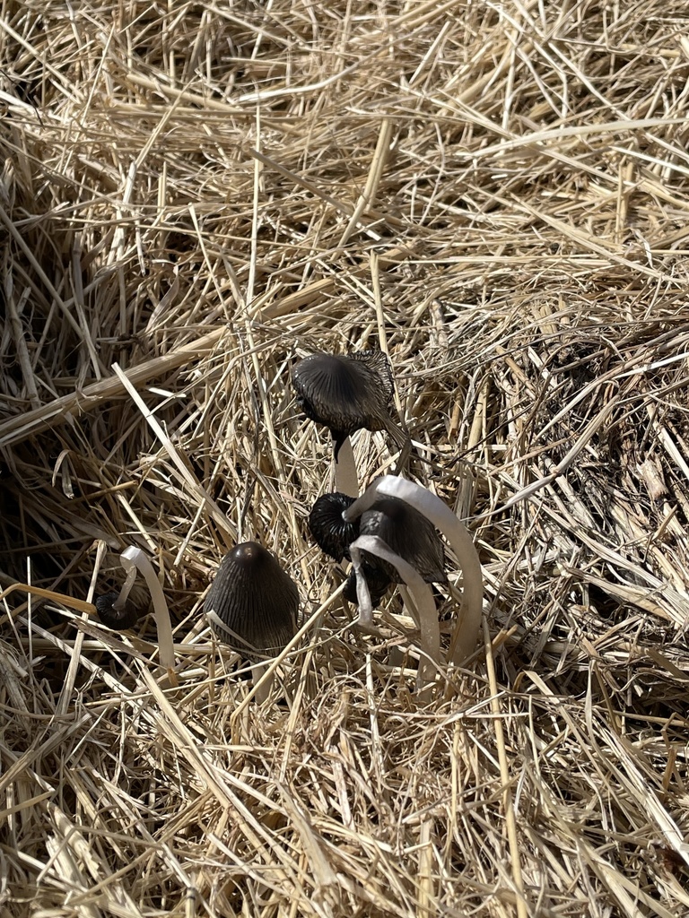 Small grey ink cap mushrooms growing up through a bed of golden straw