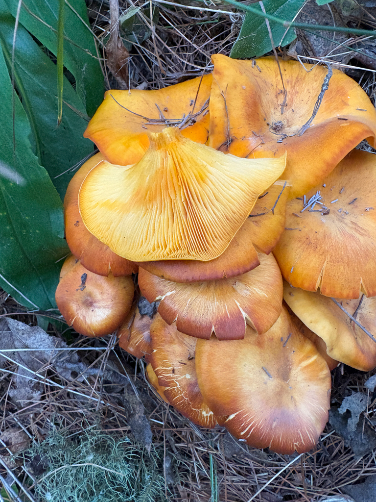 Cluster of bright orange jack-o'-lantern mushrooms with gills visible, growing on the ground