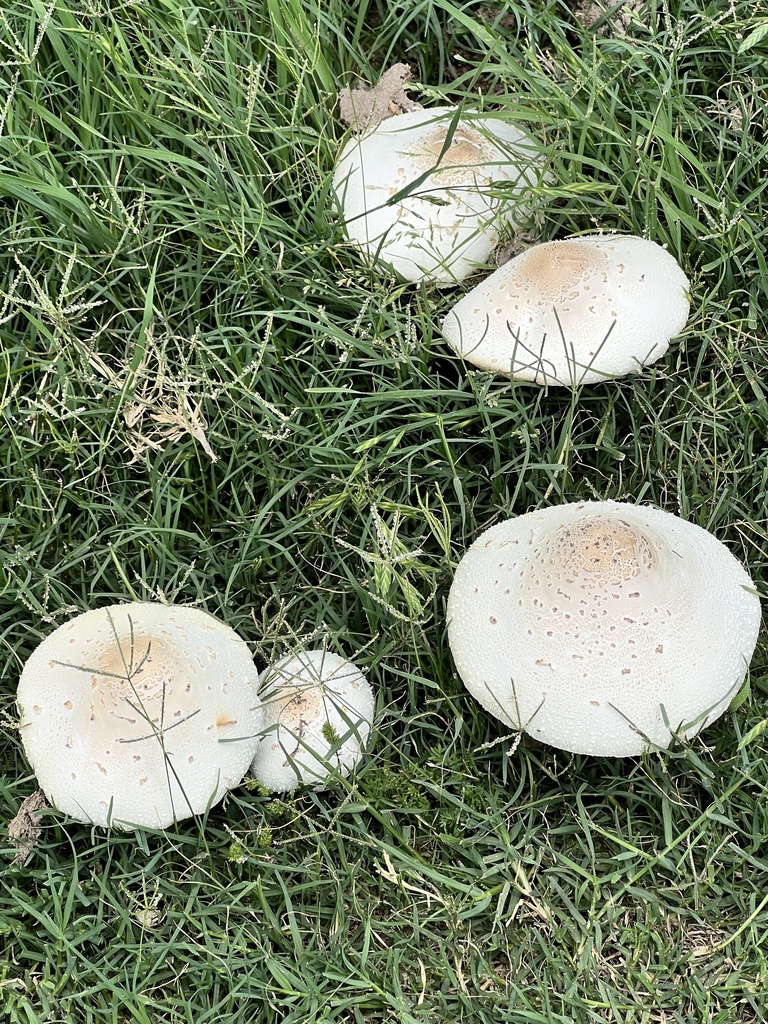 Several white, scaly-capped mushrooms growing in a grassy lawn