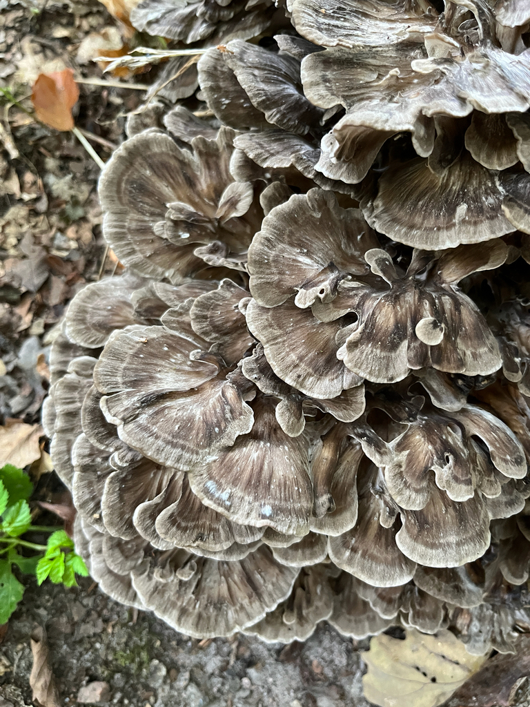 Large grey-brown maitake (Grifola frondosa) cluster of overlapping fan-shaped caps growing at ground level