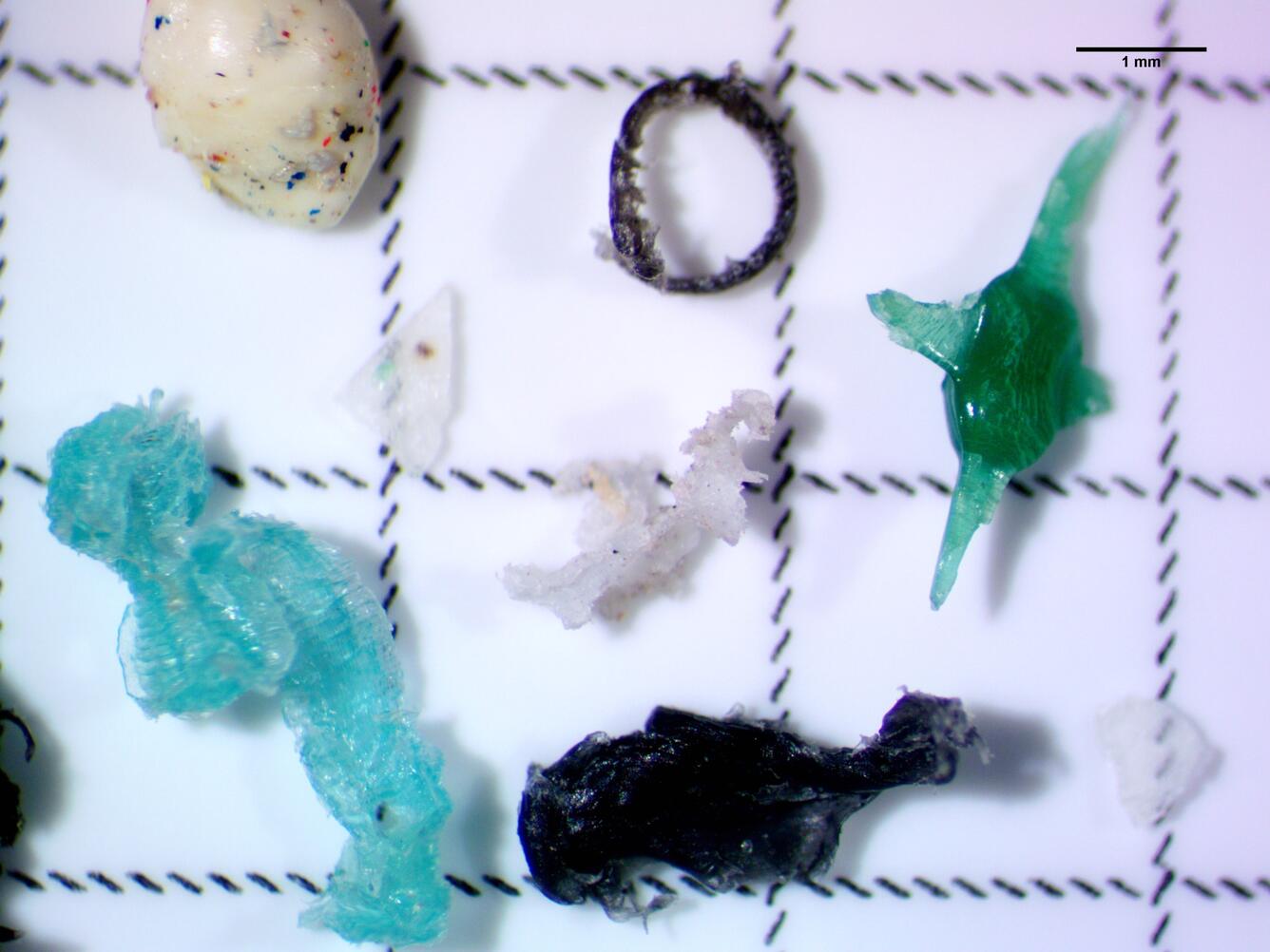 Small fragments of coloured plastic, including blue, green, white and black pieces, on a grid under a microscope with a 1 mm scale bar