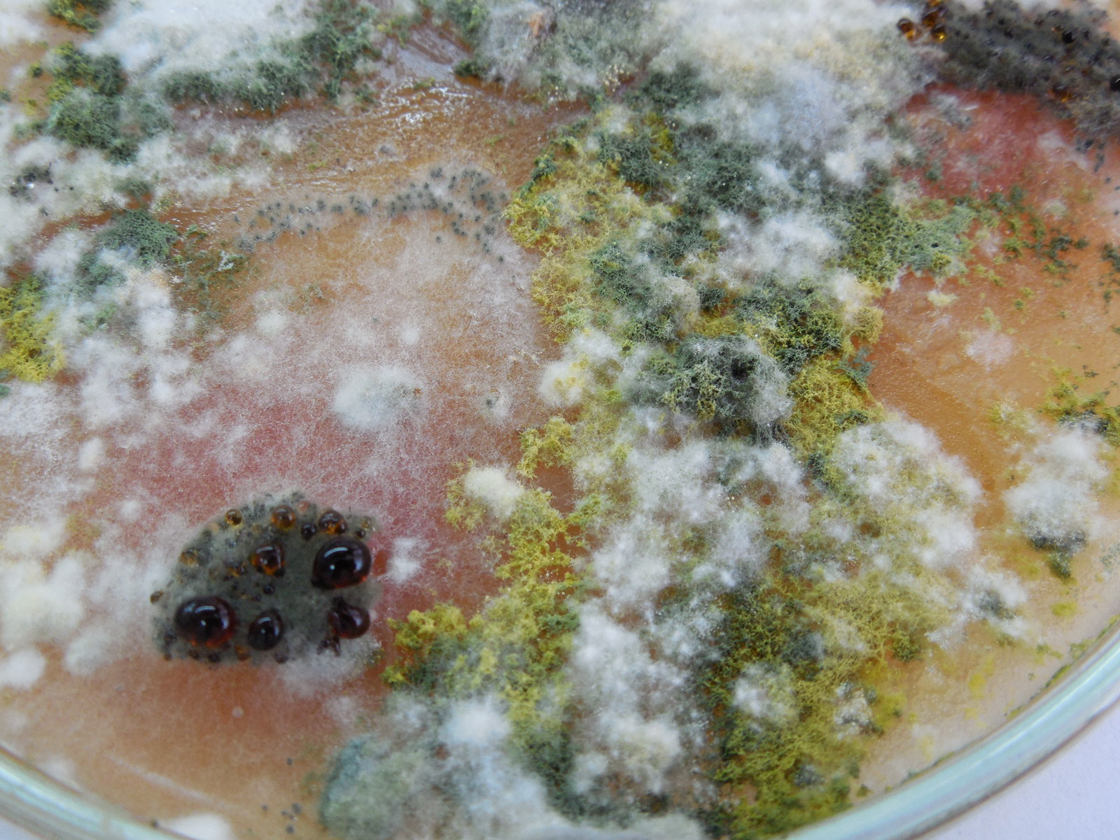 Different mold colonies growing on an agar medium