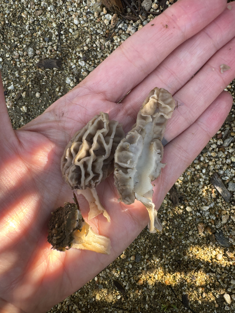 Two honeycomb-capped morel mushrooms held in an open hand