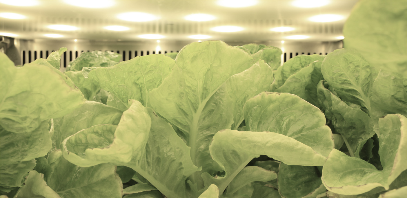 Plants grown under LED lighting in a controlled environment