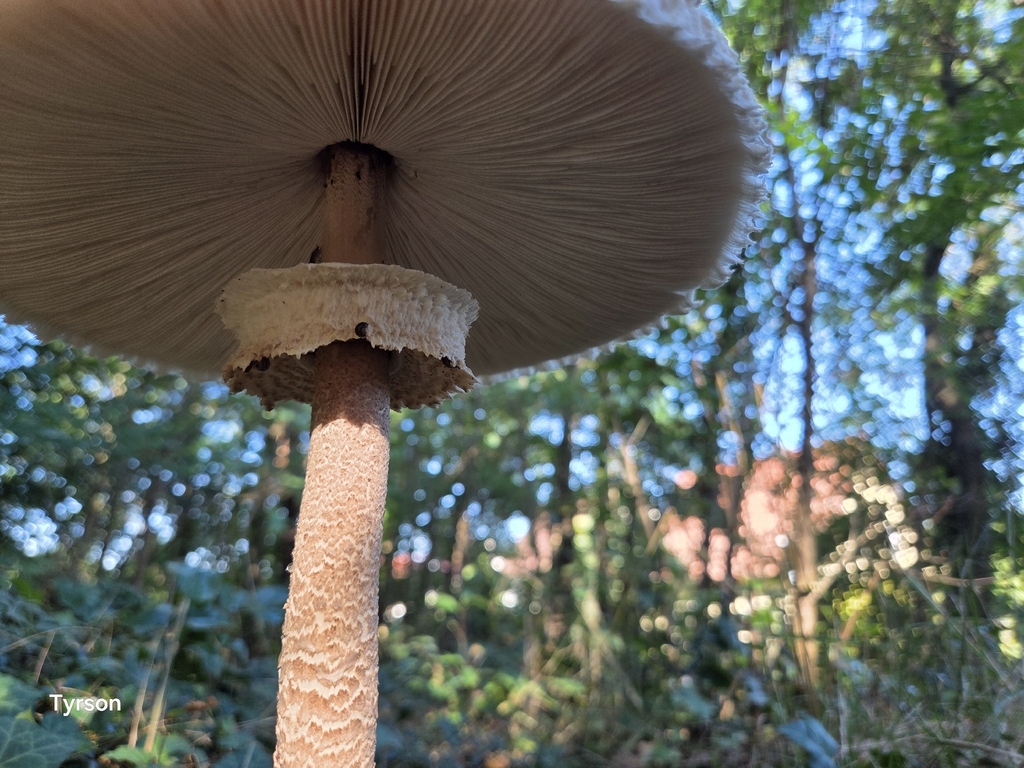 View from below a parasol mushroom showing pale gills, a ring around the stem and the scaly stem
