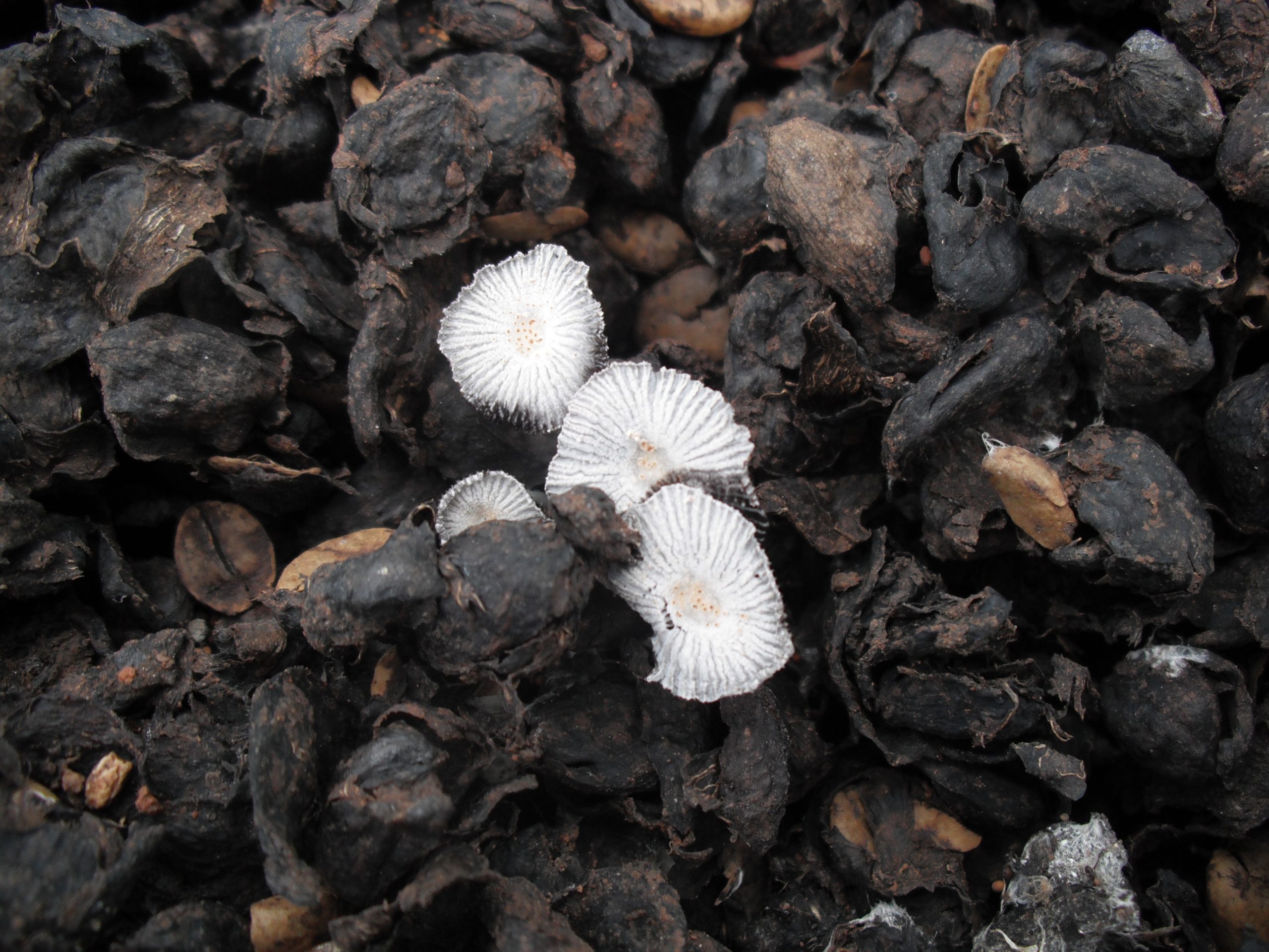 A mushroom growing on coffee pulp in a cultivation setting