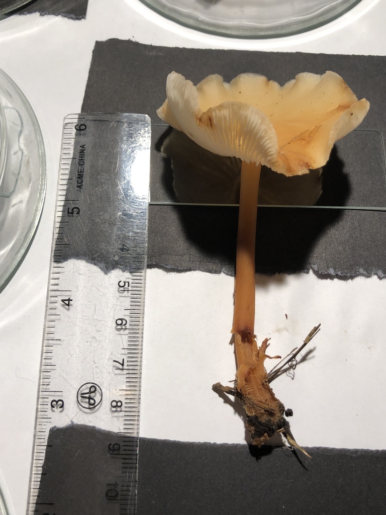 A small tan mushroom laid on paper beside a ruler for scale