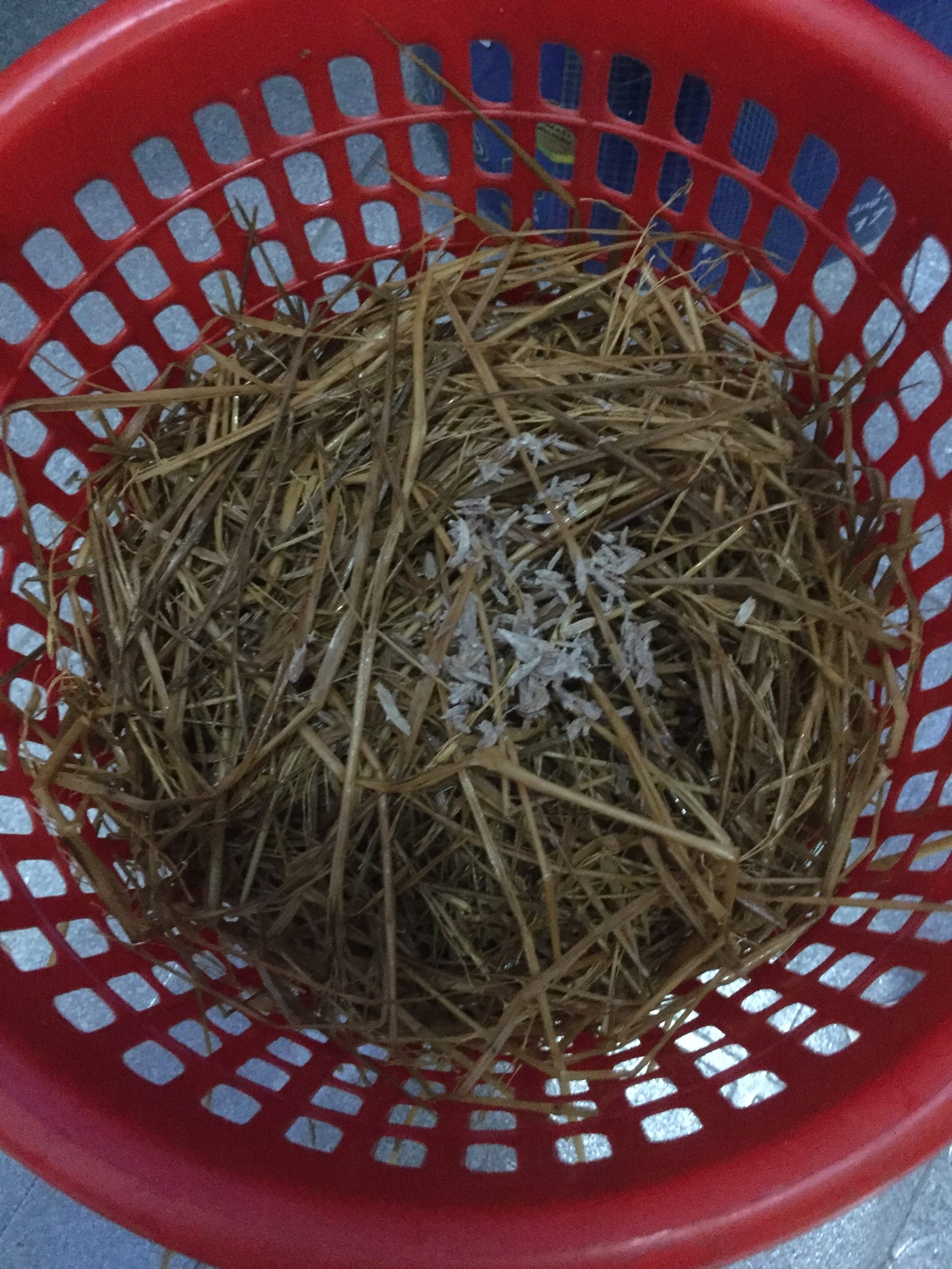 Mushroom spawn on straw substrate