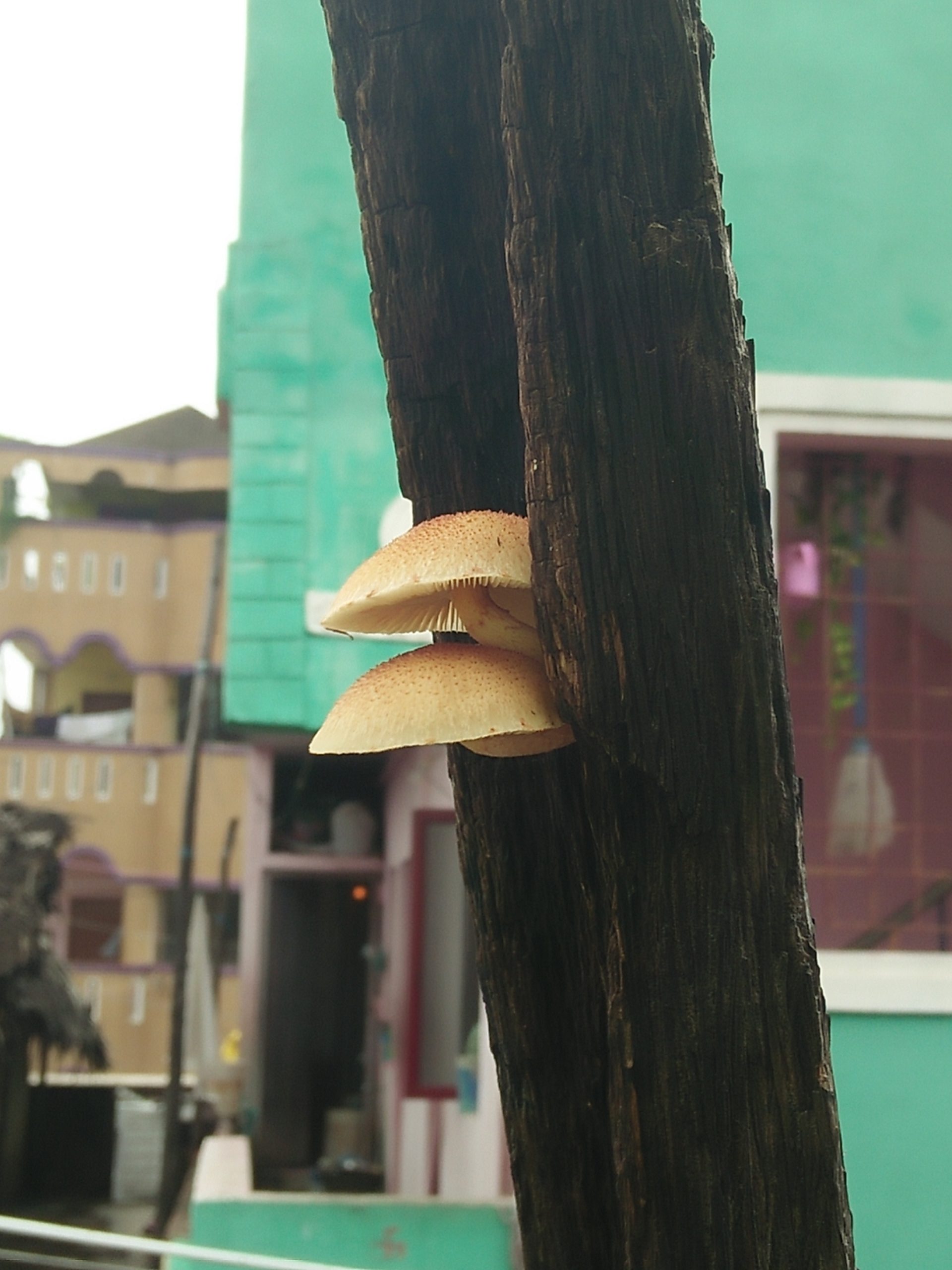 Mushrooms growing in a natural humid environment