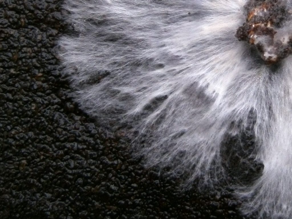 Oyster mushroom mycelium growing on coffee grounds in a petri dish