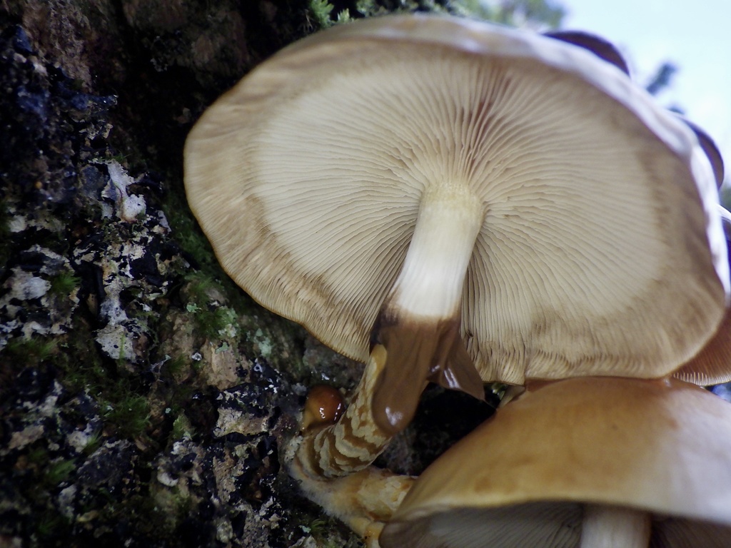 Underside of a mature nameko cap showing pale gills and a stem that darkens toward the base