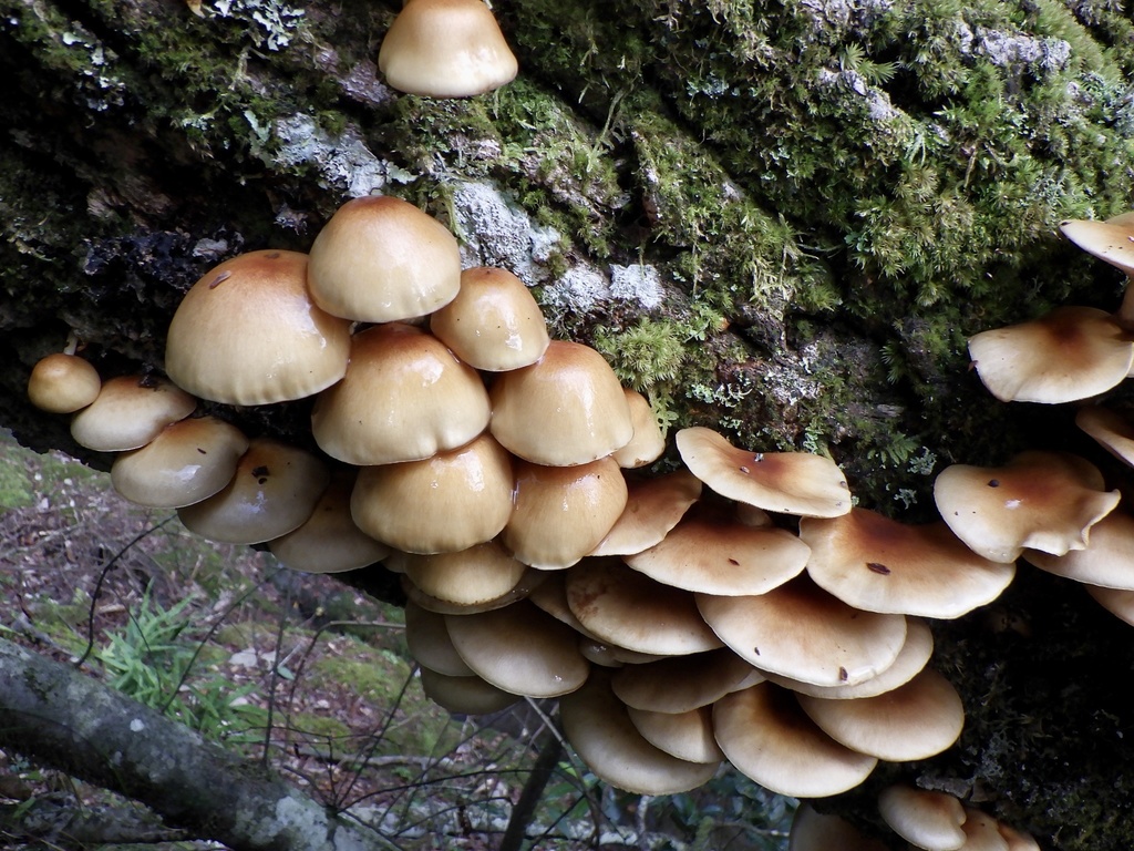 Dense cluster of shiny orange-brown nameko (Pholiota microspora) mushrooms growing from a mossy log