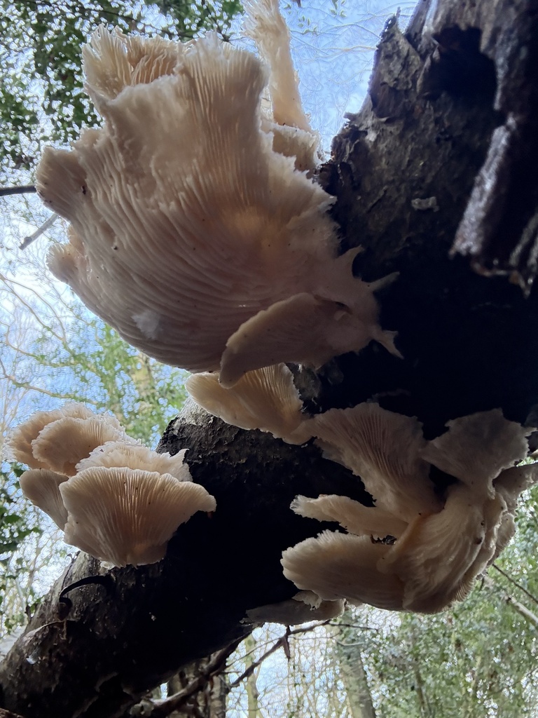 Large cluster of pale oyster mushrooms growing in overlapping tiers from a dead branch, seen from below