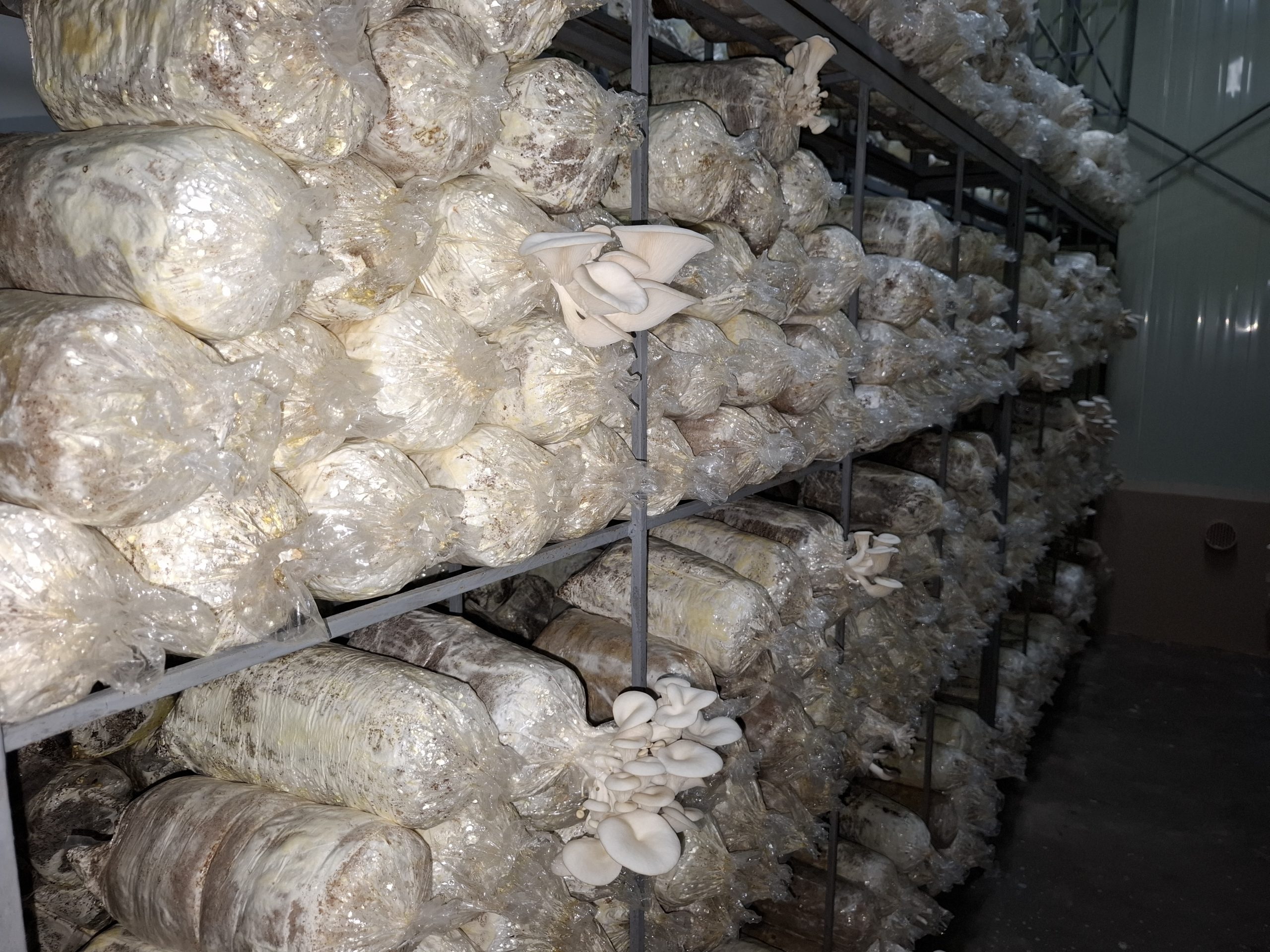 Cultivated oyster mushrooms in a growing farm