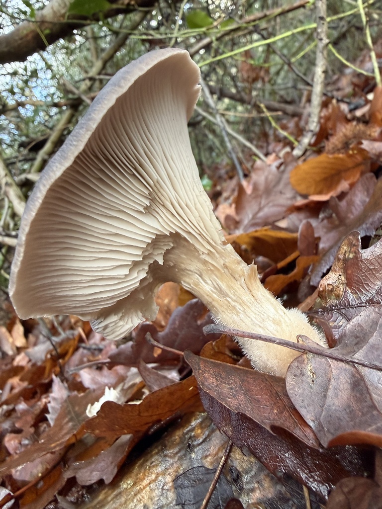Underside of a pale oyster mushroom showing its gills running down a short stem, among fallen leaves