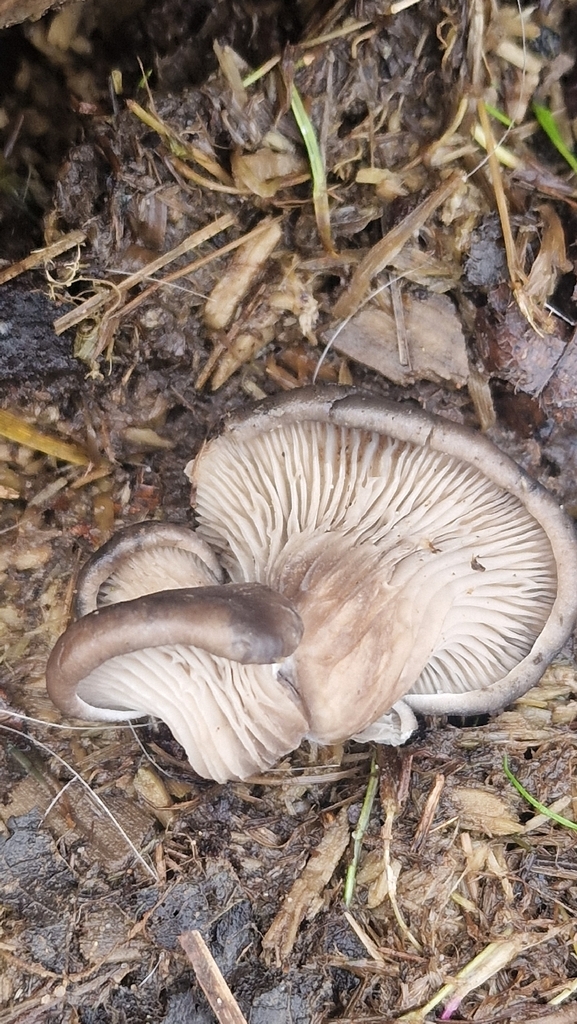 Two pale oyster mushrooms on wood chips, one turned to show the fine gills underneath the cap