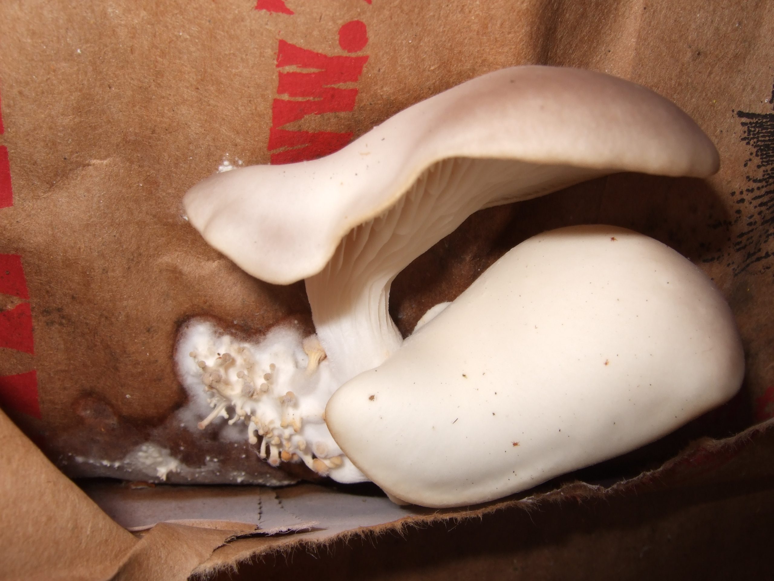 Oyster mushrooms emerging from a paper substrate bag