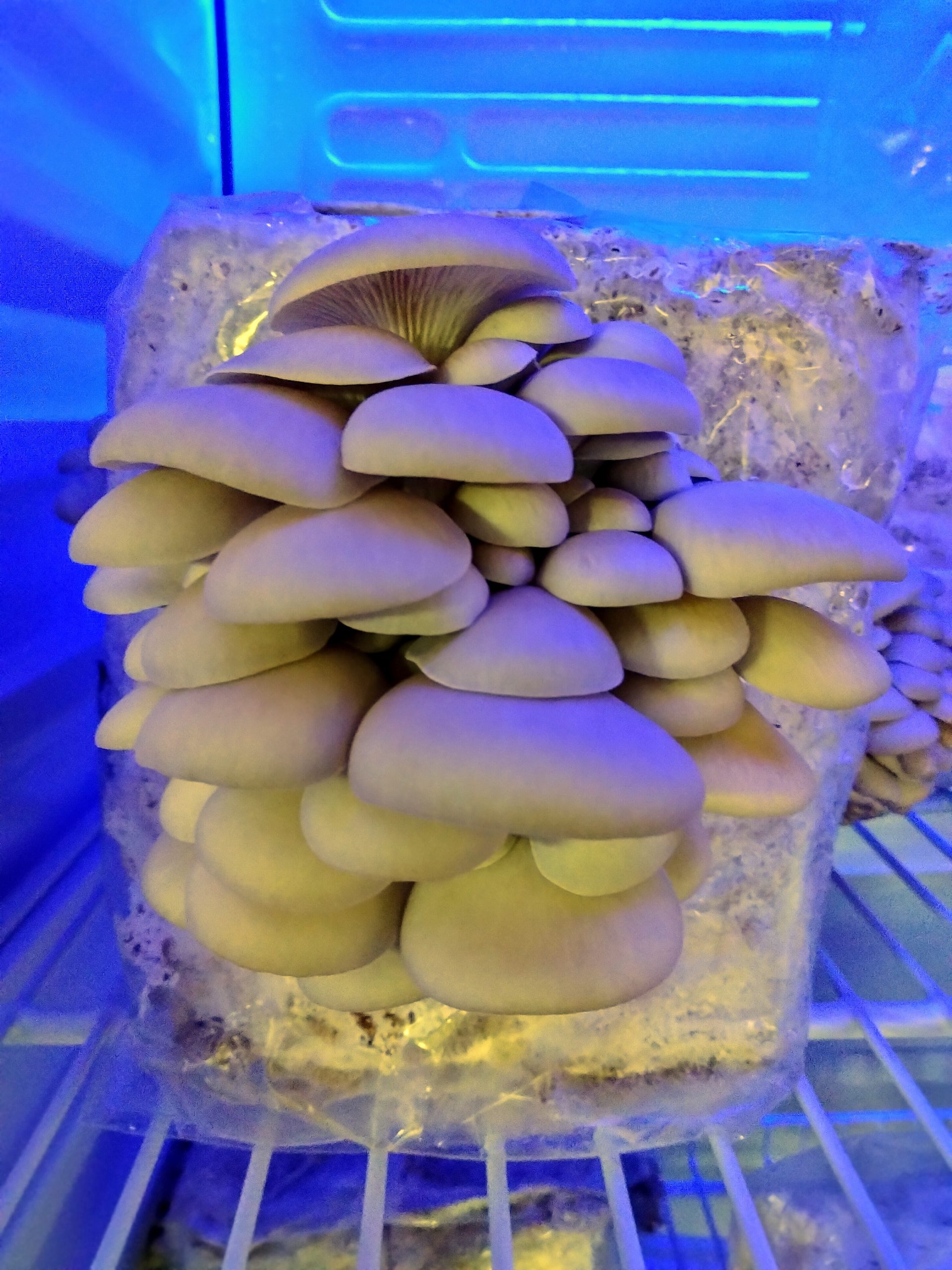 Oyster mushroom cluster at a harvest-ready stage