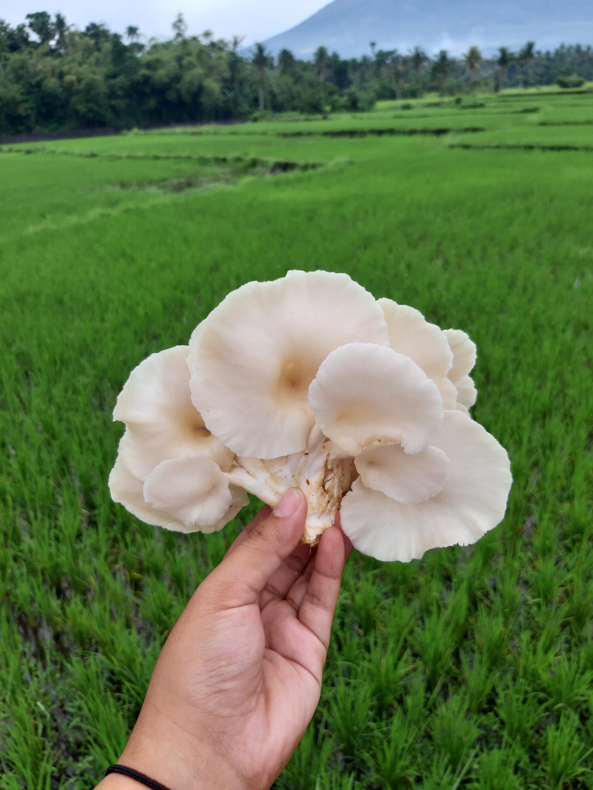 A cluster of oyster mushrooms