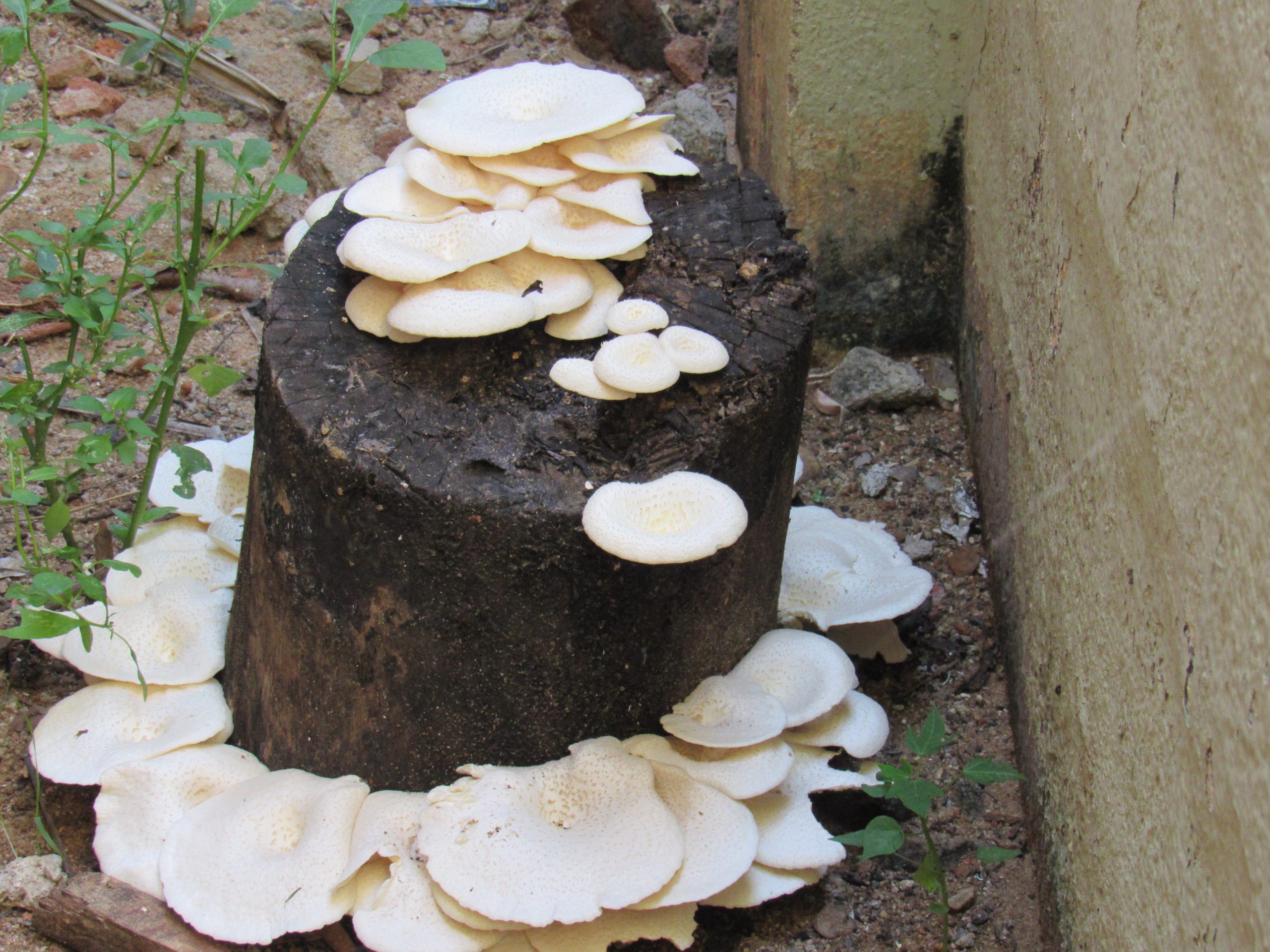 A cluster of oyster mushrooms growing from wood