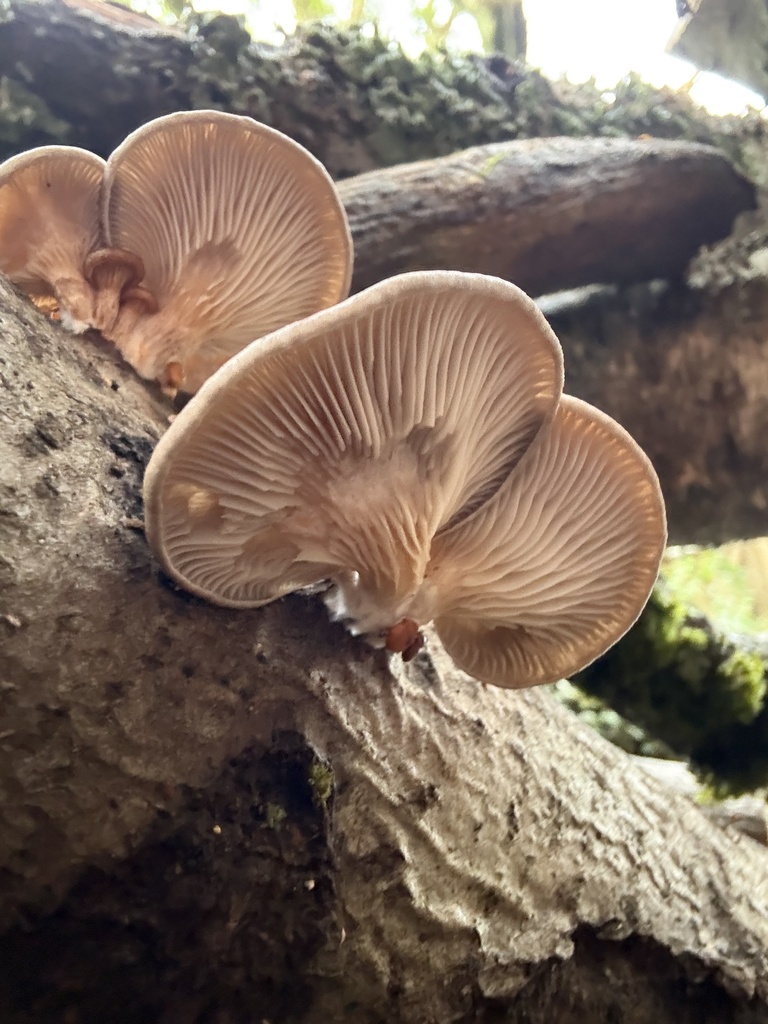 Two tan oyster mushroom caps growing from the side of a fallen log, with gills visible underneath