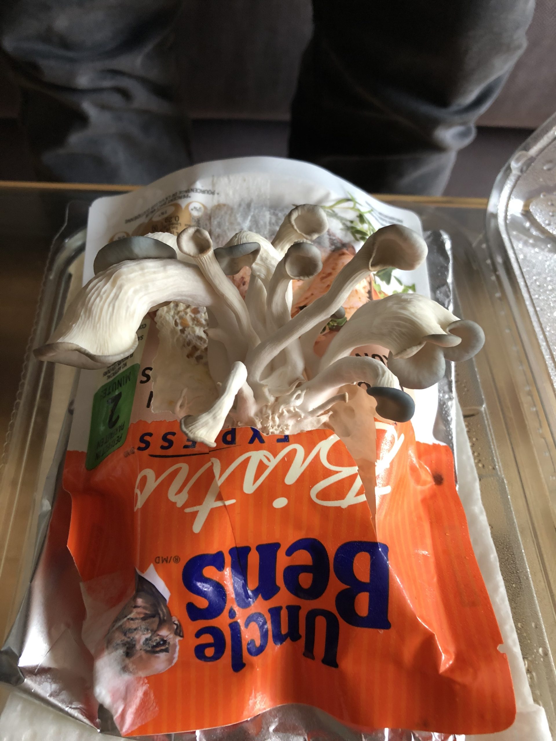 Partially grown oyster mushrooms at an early stage