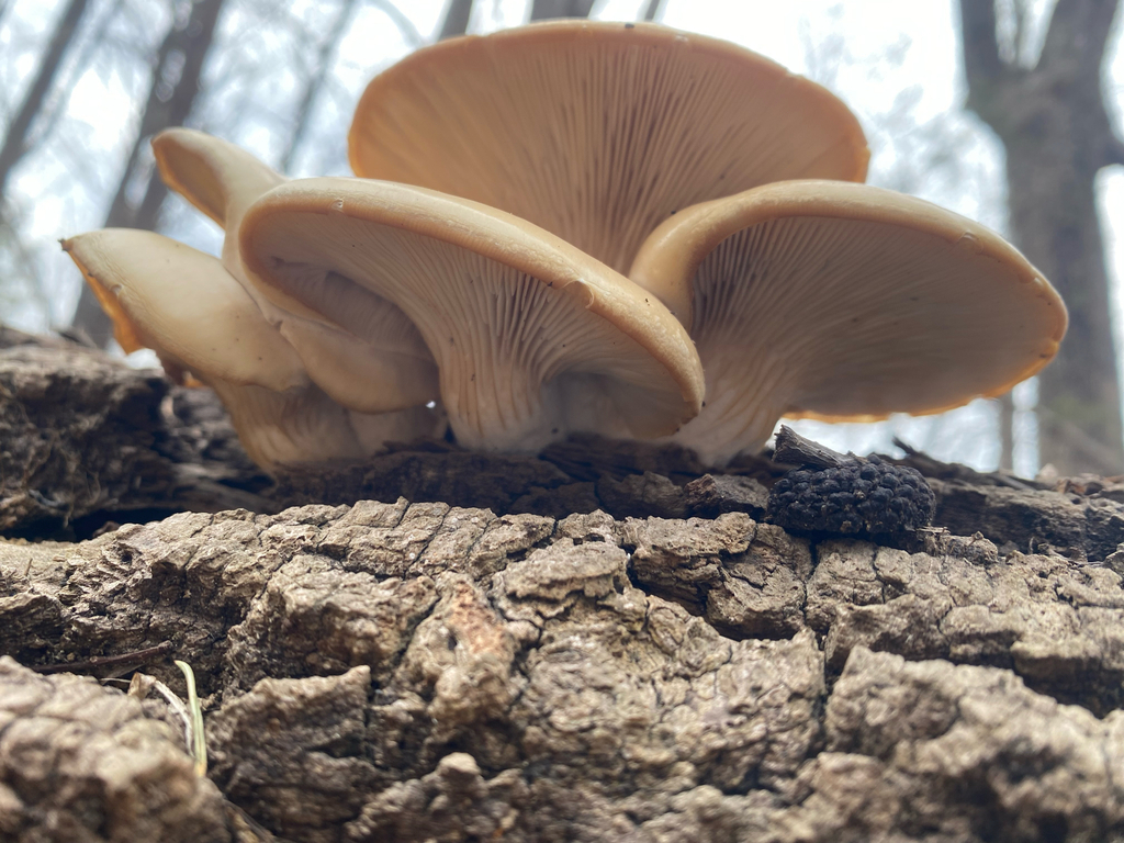 A cluster of tan oyster mushrooms growing from a fallen log in winter woodland
