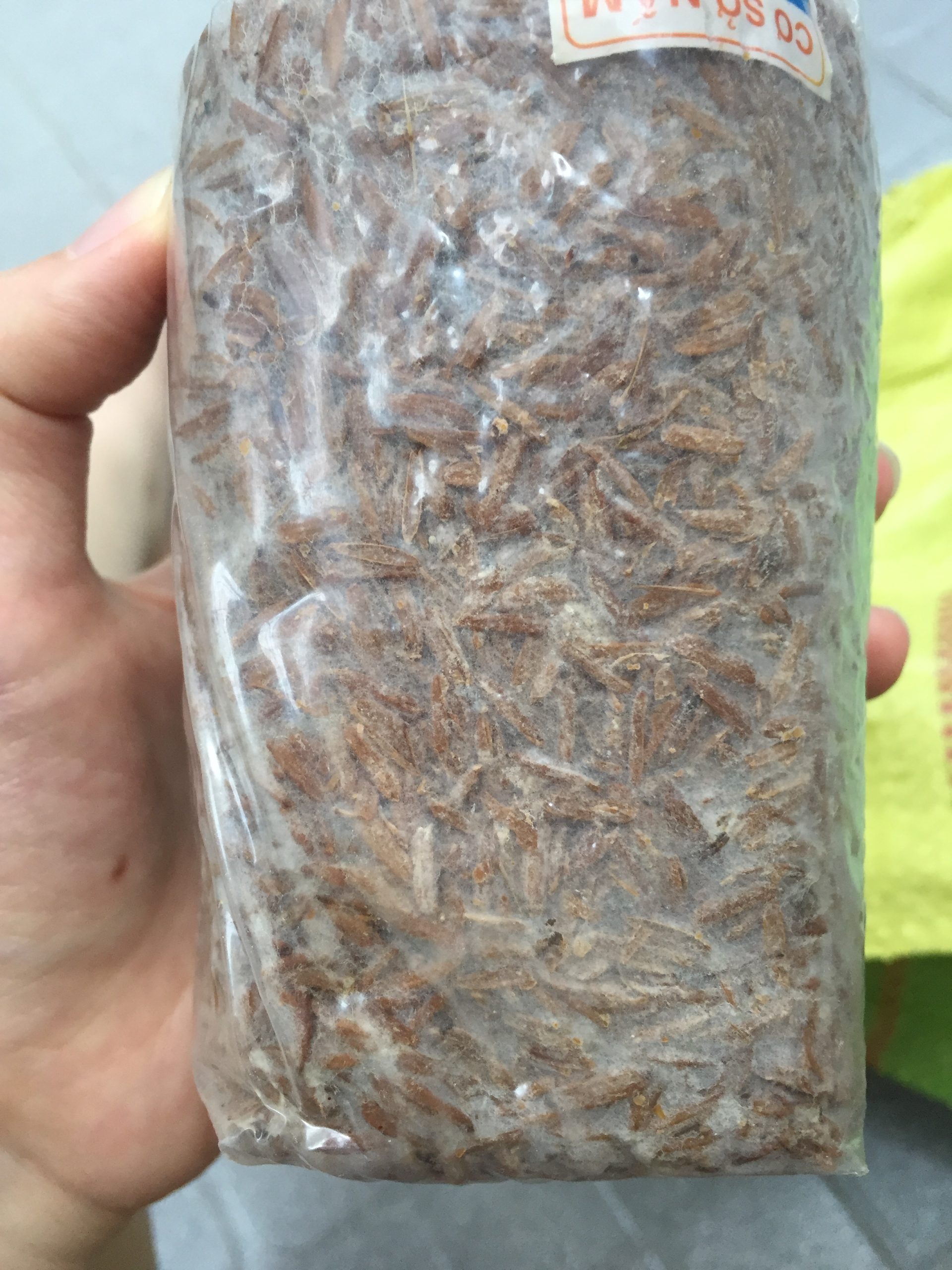 Paddy straw mushroom spawn used to start a cultivation batch