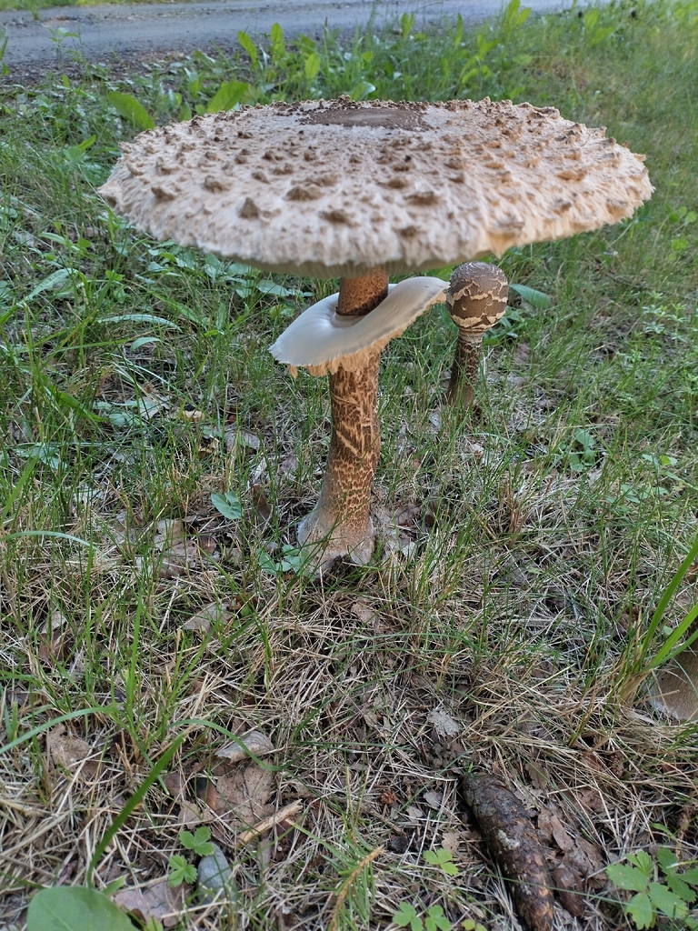 Parasol mushrooms in grass showing a scaly cap, ring and tall banded stem