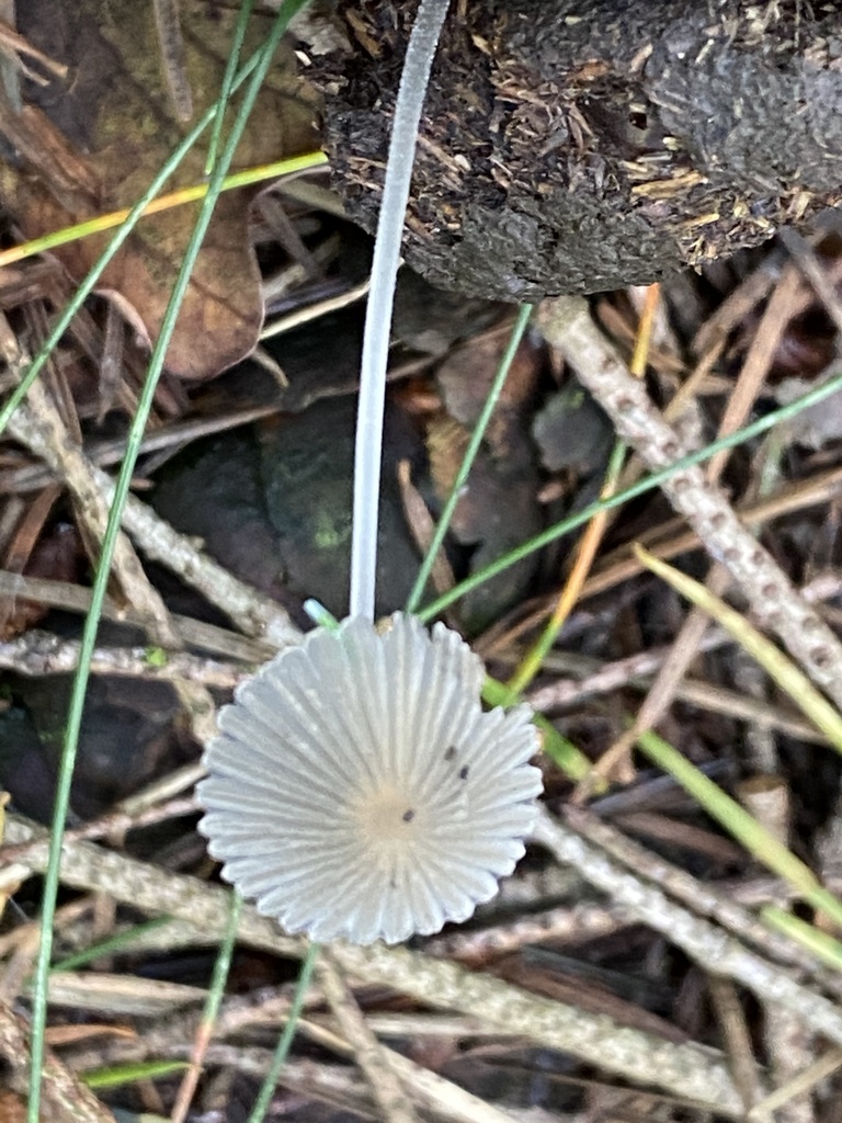 A small pale, pleated, umbrella-like Parasola mushroom cap seen from below among twigs