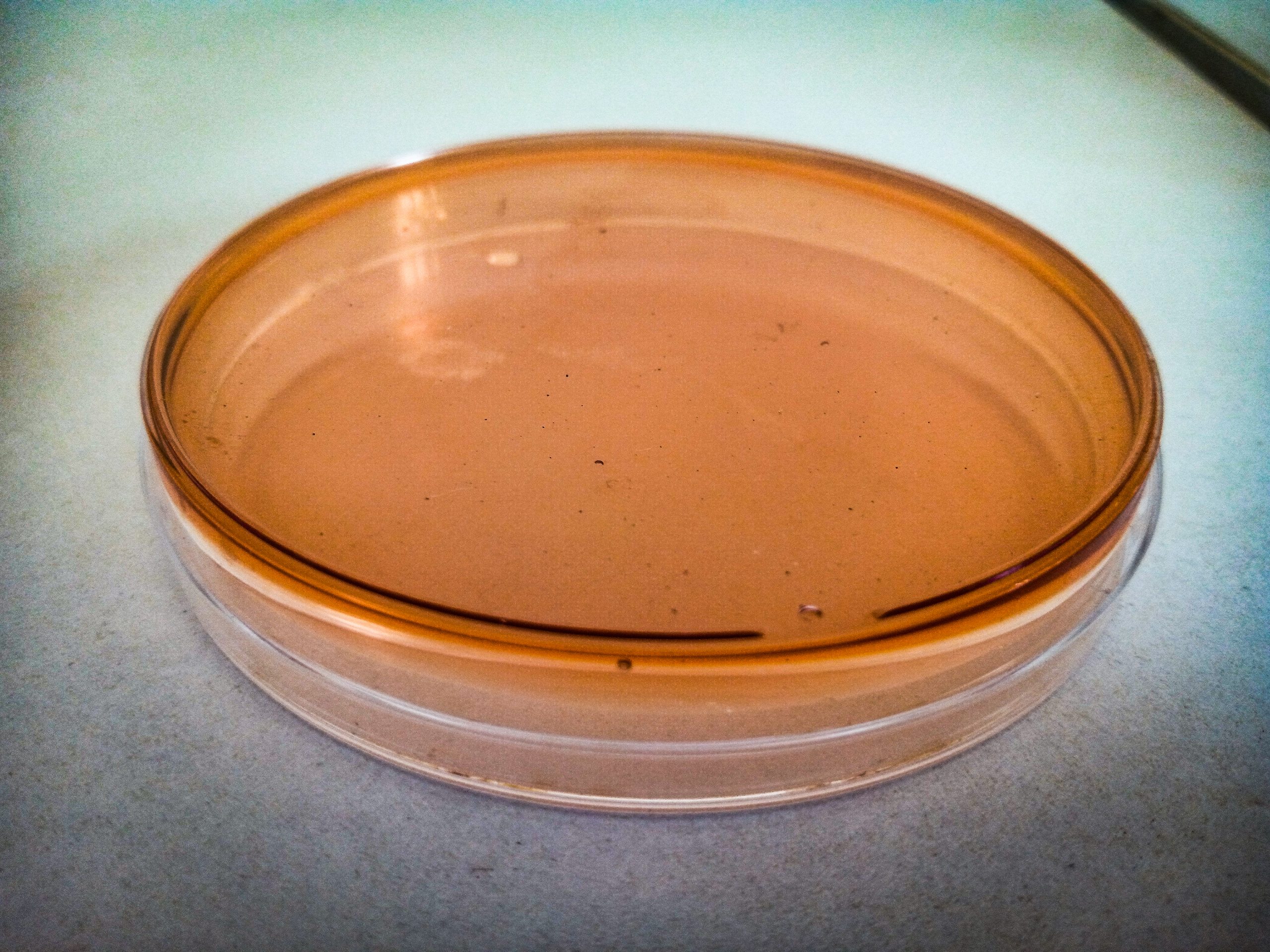 Petri dish containing agar medium for observing culture growth