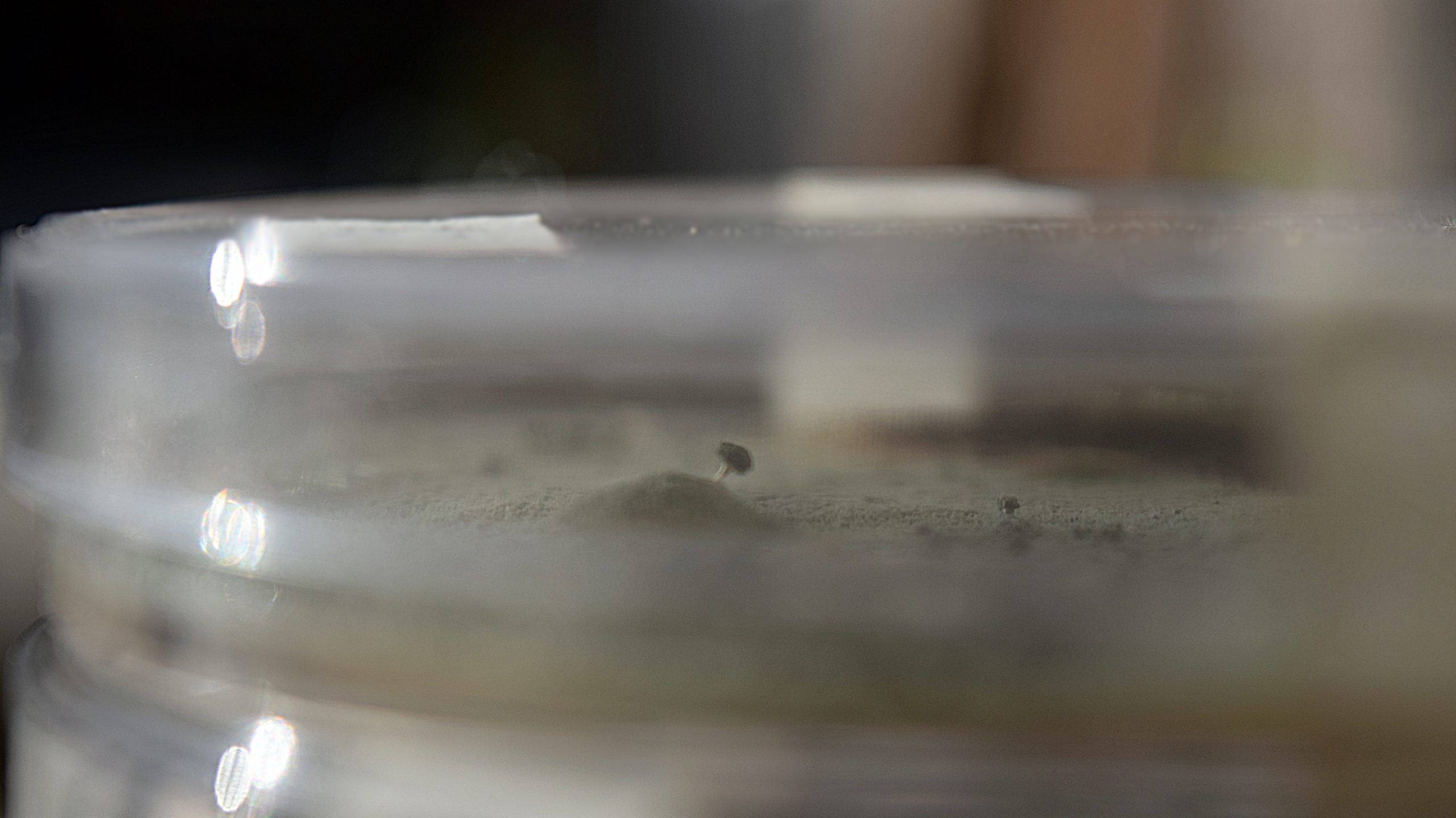 Fungal culture growing in a petri dish