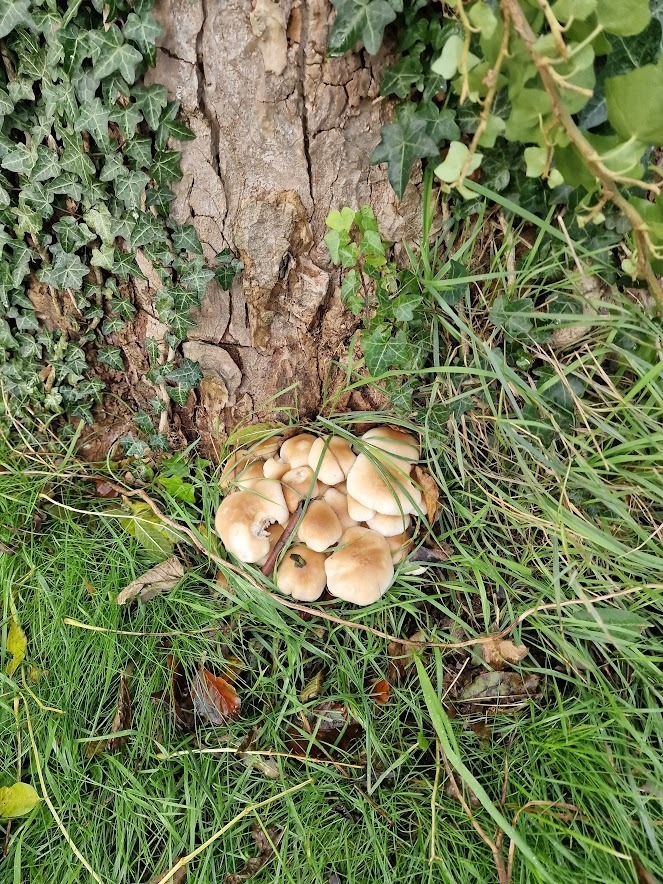 Clump of tan pioppino (poplar mushroom, Cyclocybe) caps growing at the base of a tree in grass