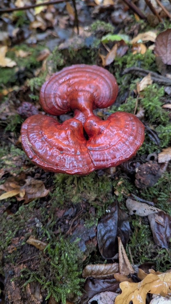 Glossy red-brown reishi (Ganoderma lucidum) fruit body with a kidney-shaped lacquered cap growing among moss