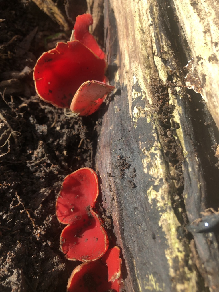 Bright red cup-shaped elf cup fungi growing on soil beside a decaying log