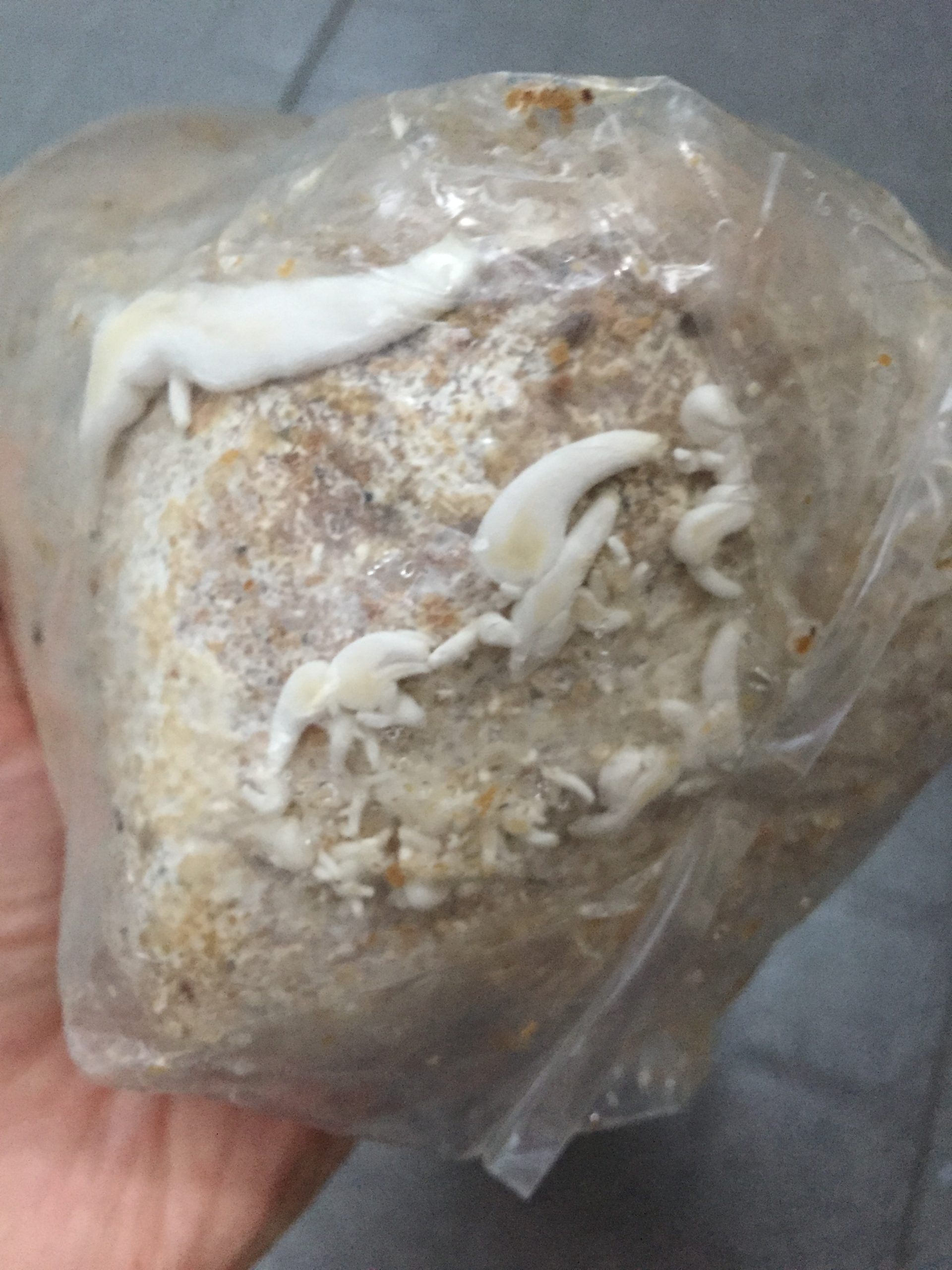 Mushrooms fruiting from the lower opening of a cultivation bag