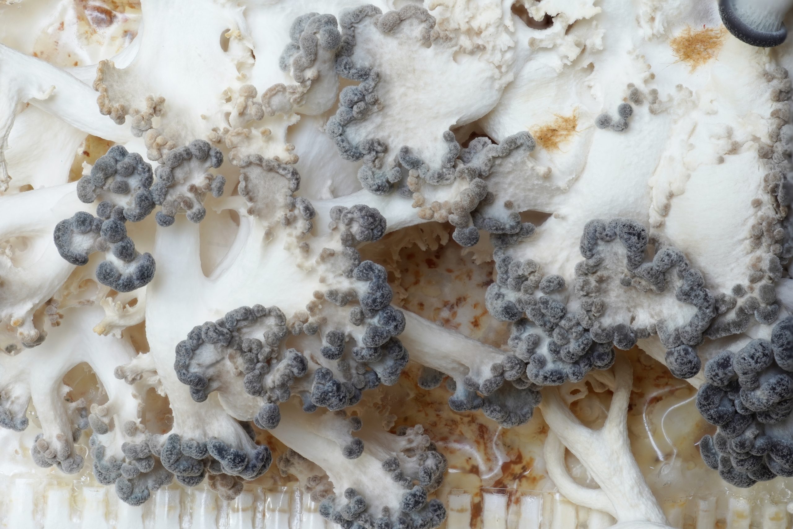 Young oyster mushrooms emerging from a home growing kit