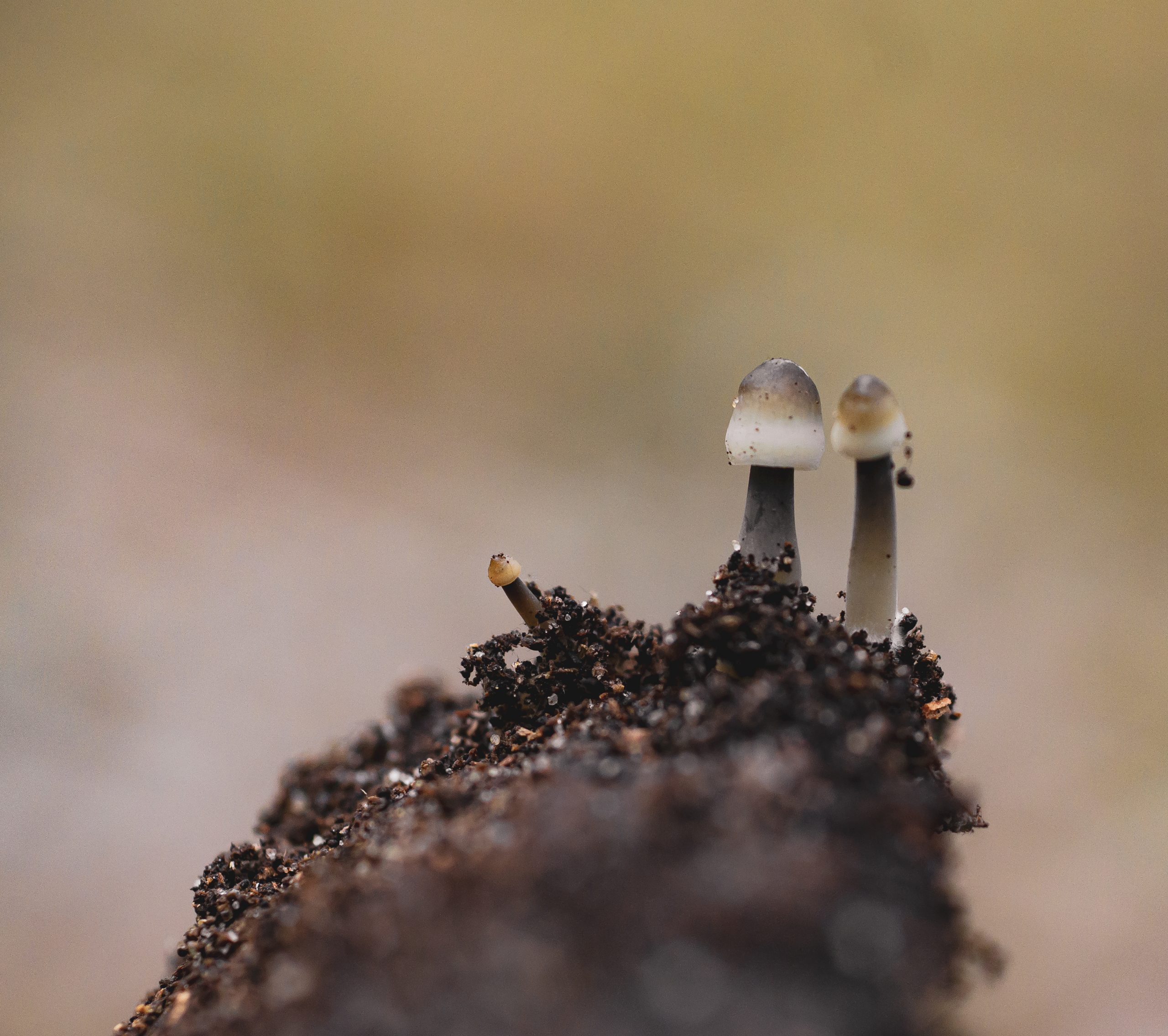 Young mushroom fruiting bodies emerging from a growing substrate
