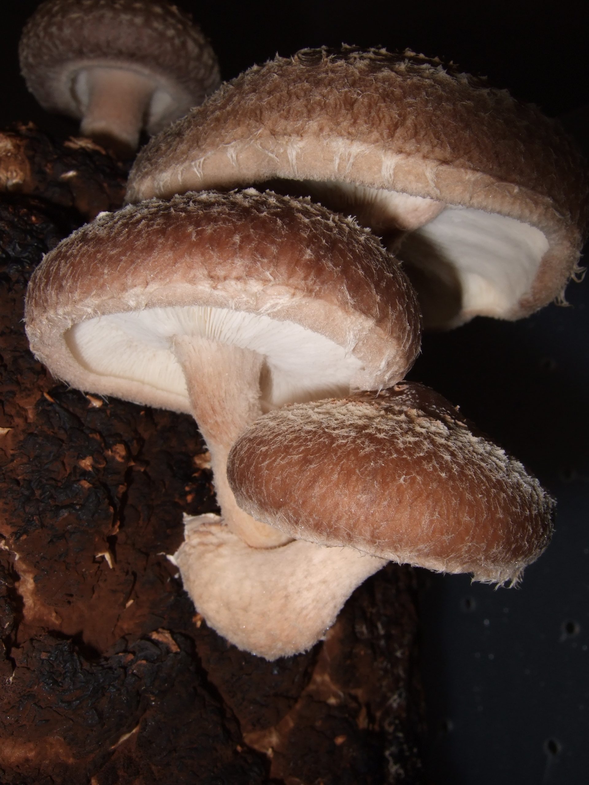 Shiitake mushrooms growing directly on a hardwood log