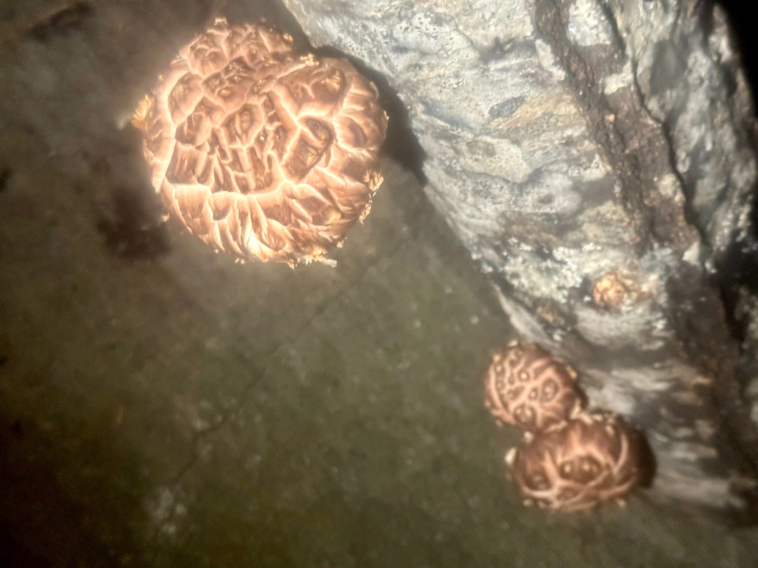 Shiitake mushrooms fruiting from an inoculated log