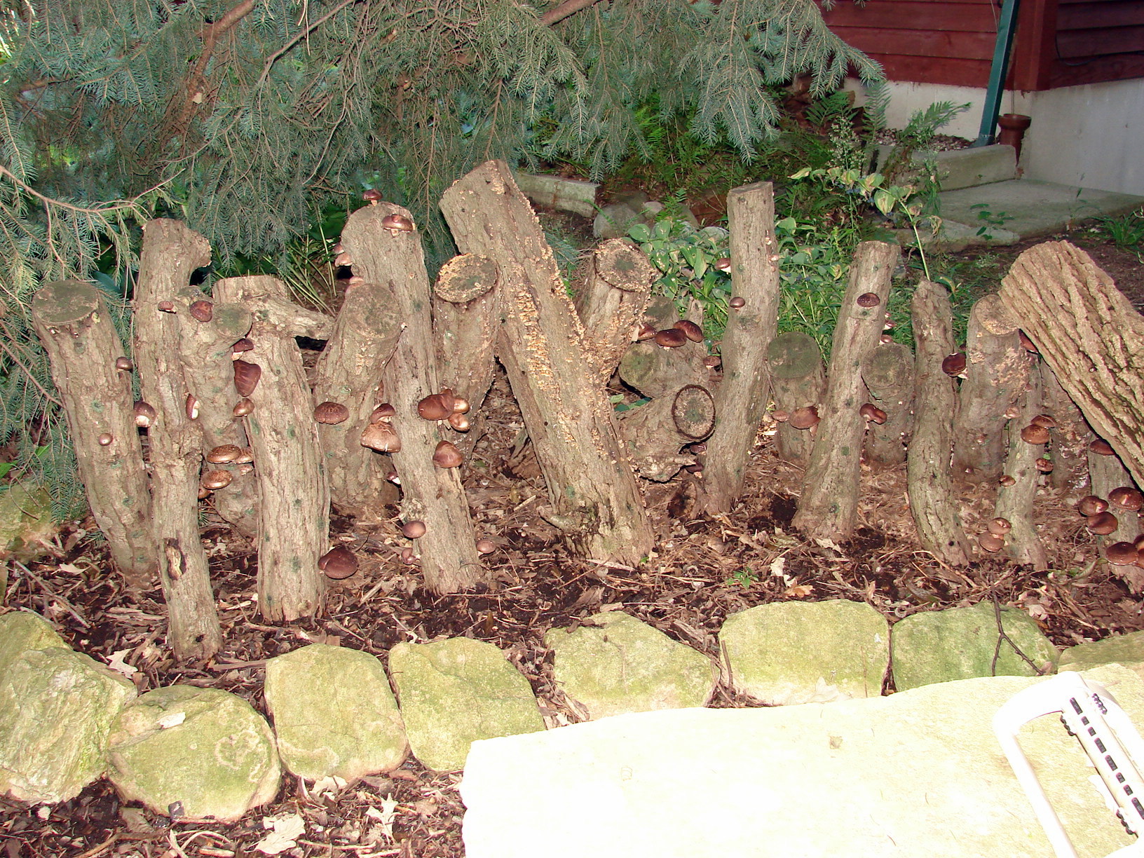 Hardwood logs used for shiitake mushroom cultivation