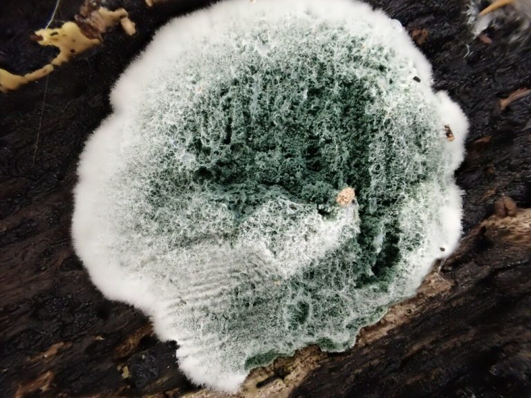 Patch of dark green Trichoderma mould with a white fluffy edge spreading over dead wood