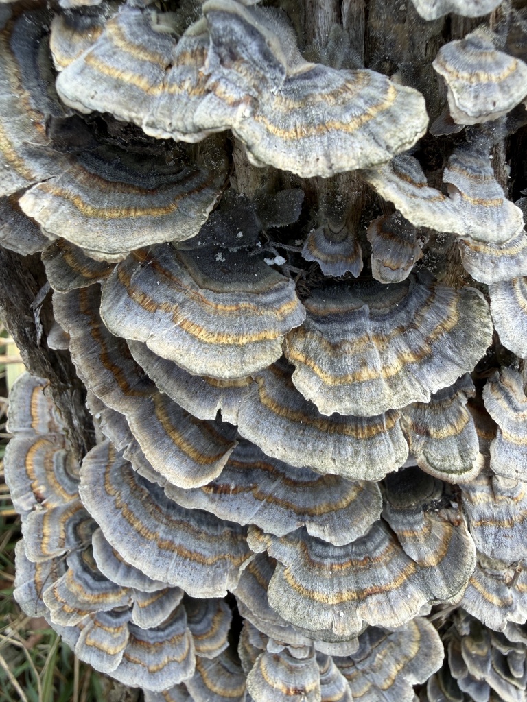 Dense overlapping layers of grey, brown and cream banded turkey tail brackets on a tree trunk
